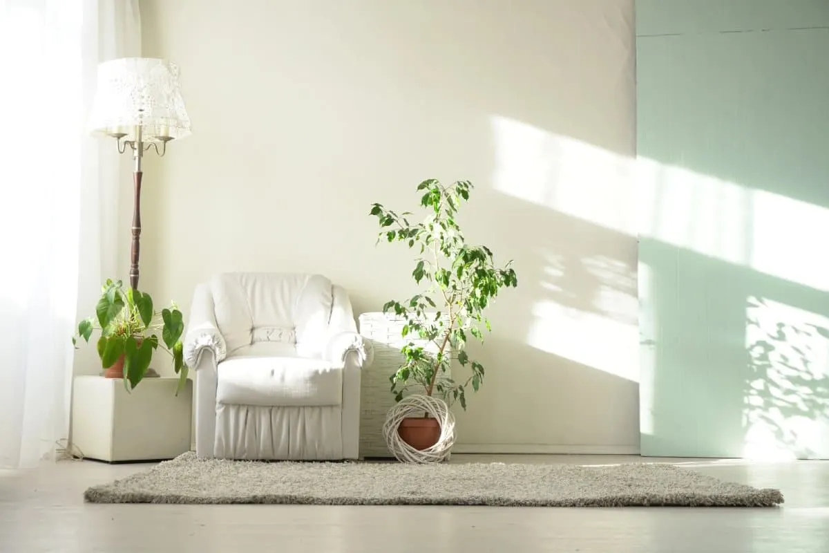 Naturally lit living room with indoor plants