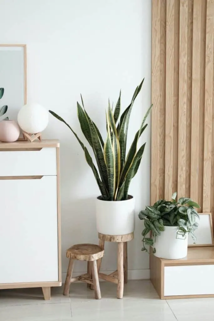modern home with plants and earthy tones